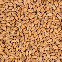 809259 - Briess Raw Red Wheat - 50 lb. bag