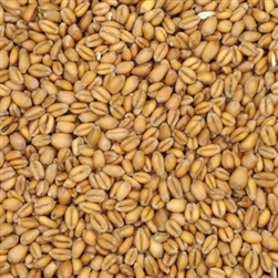 809279 - Briess Torrified Wheat - 50 lb. bag