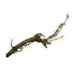 822310 - Centennial Hop Rhizome